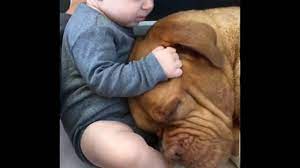 Si vous recherchez une femme fait l amour avec son chien. C Est L Amour Entre Un Bebe Et Son Chien Youtube