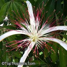 Image result for Centrostachys aquatica