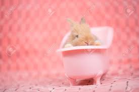 Baby bunny taking a bath : Adorable Young Baby Rabbit In Pink Bath Tub As Taking A Bath Stock Photo Picture And Royalty Free Image Image 93435421
