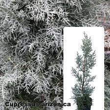 Image result for Cupressus arizonica
