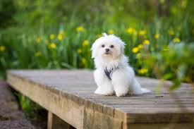 We're thankful to be supported by the community, which is why we help our community in return. Pet Photographer In Middletown New Jersey At Poricy Park