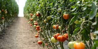 Book your camping holidays in central spain to explore the area's heritage or natural environment and take a deep breath of fresh air with your family, partner of friends with camping direct. Cultura De Rosii In Gradina Si Solarii Sfatul Gradinavesela Ro