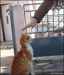 Animated Cat Gif Cute Ginger Cat Wants To Be Strongly Petted Pet Me Strongly Human All I Need Is Love Feral Cats Cute Cat Gif Cute Animals