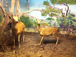 Prince of Wales Museum: Best Museum ...