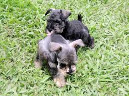 It is brave and fun, making and an excellent companion. Standard Schnauzer Puppies For Sale Petfinder