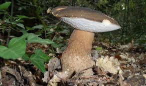 Image result for Boletus speciosus