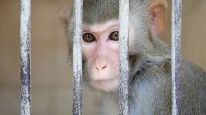 VW Monkey Testing Reflects Growing Unpopularity With Animal Experiments