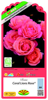 Spring bouquet (sold out) $20.00. Rose Coral Lions Globus Baumarkt