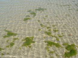 Selain itu, sebilangan biomas turut dibawa ke semenanjung malaysia, untu. Fail Rumpai Laut Di Pesisir Pantai Teluk Kemang Port Dickson Negeri Sembilan Jpg Wikipedia Bahasa Melayu Ensiklopedia Bebas