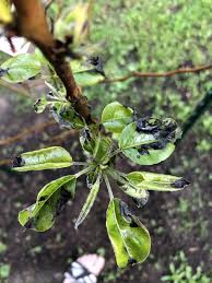 Keep an eye on your trees so you can act quickly if. Pear Tree Black And Curly Leaves Bbc Gardeners World Magazine