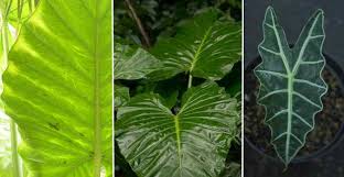 They are beautiful plants that will make a stunning addition to your home or garden. Elephant Ear Plant Care And Growing Guide For Indoors And Outdoors