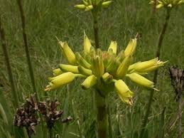 Image result for Aloe nuttii