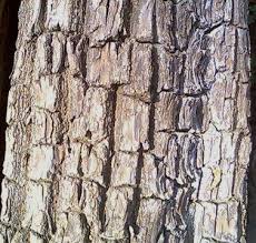 Arjuna is the large size deciduous tree. Arjun Tree Facts And Health Benefits