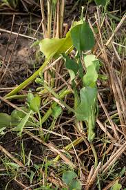 Image result for Limnocharitaceae