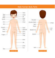 A stopcock is a form of valve used to control the flow of a liquid or gas.the term is not precise and is applied to many different types of valve. Boys Anatomy Anatomy Drawing Diagram