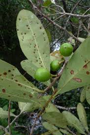 Image result for Thunbergianthus ruwenzoriensis