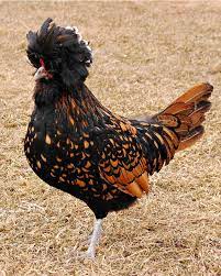 The black laced gold wyandotte originated in wisconsin in 1880 and was admitted to the american standard of perfection in 1888. Golden Laced Polish Chickens Purely Poultry