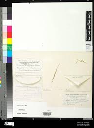 Image result for Aristida scabrivalvis