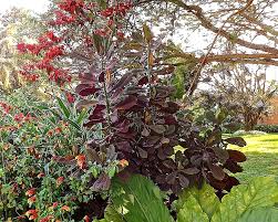 Image result for Euphorbia grantii