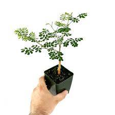 Image result for Acacia burkei