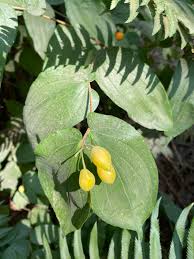 Image result for Gymnosporia gracilipes