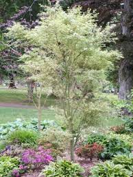 Pin On Japanese Maples