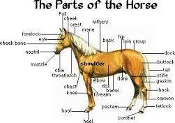 Image Result For Learning About Horses Worksheets Horses Horse Camp Horse Lessons