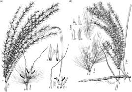We did not find results for: Line Drawings Of A Miscanthus Sinensis And B M Sacchariflorus Download Scientific Diagram