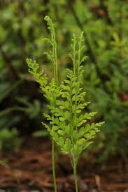 Image result for Anemiaceae