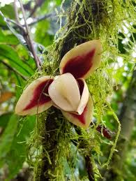 Image result for Uvariodendron