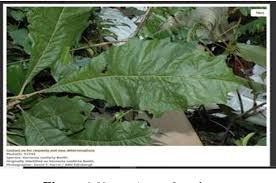 Image result for Vernonia conferta