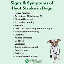 Symptoms Of Dog Heat Stroke Heat Stroke In Dogs Heat Stroke Symptoms Heat Stroke