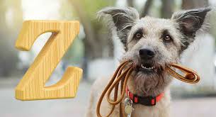 Browse the list of top 100 cute names, including danielle and daisy Dog Names That Start With Z Unusual Names For Your New Dog