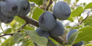 Le Jujubier Pour Ses Jujubes Arbre Fruit Plantation Entretien