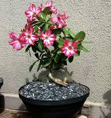 Image result for Adenium boehmianum
