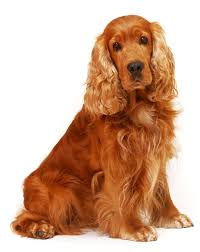 Cocker Spaniel Chiot Cocker Dessin De Chien Chiots Epagneul