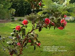 And each flower appears somewhat different, some more double than others with slightly different shapes. Camellia Japonica Unryu Evergreens For Shade Garden Front Of House Camellia