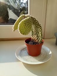 Just wondering if i can save it or if i won't be able to due to it being small? Psbattle A Dying Cactus Photoshopbattles
