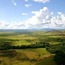 Image result for Malouetia