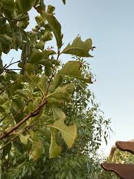 Image result for Terminalia macroptera