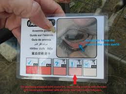 Understanding Famacha Fecal Analysis Backyardherds Com