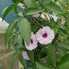 Image result for Ipomoea shupangensis
