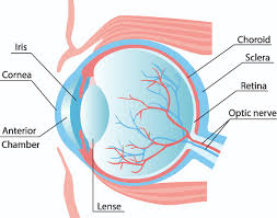 Image result for Retinal Anatomy