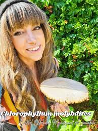 Not UK species ~~ Chlorophyllum molybdites (false parasol