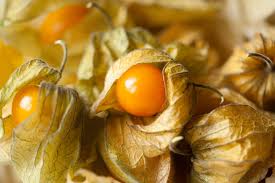 Depending on the source you consult, information on which plants make good companion plants for each other can vary greatly. How To Grow Ground Cherries