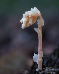 Image result for Thonningia