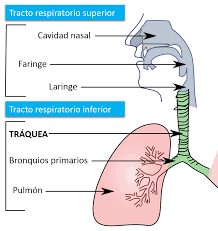Hacer ruido, y en particular uno breve y seco similar al de la madera seca cuando se abre o al de un vehículo que no está bien aceitado o ajustado. Cual Es La Funcion De La Traquea Saber Es Practico