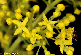 Image result for Galium verum
