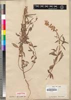 Image result for Crotalaria lanceolata