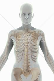 …ganglia are located in the sympathetic trunks, two long chains of ganglia stretching along each side of the sympathetic trunk. The Skeleton Female Spc Id 2333 Science 3d Illustration